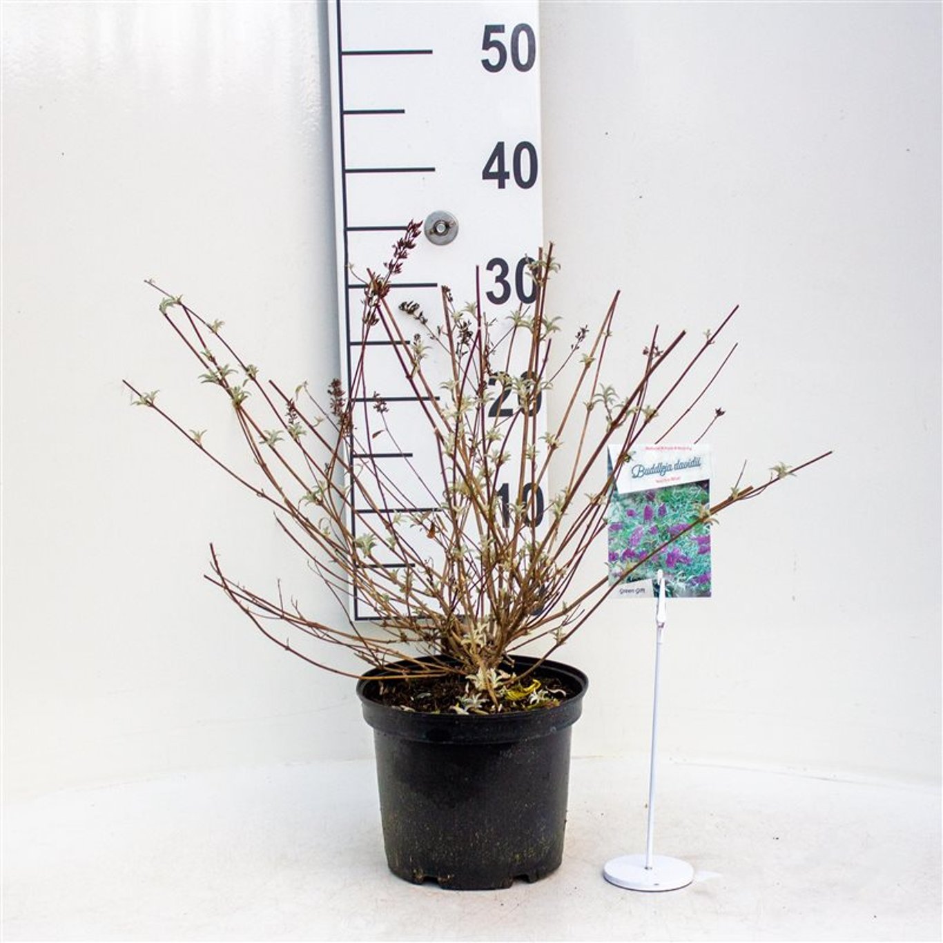 Buddleja d. 'Nanho Blue' - C3 40-50 CM